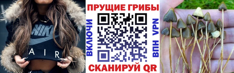 дарнет шоп  omg сайт  Галлюциногенные грибы Psilocybine cubensis  Элиста 